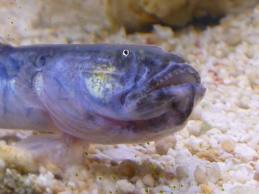 violet goby 2.jpg