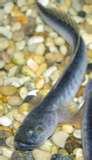violet goby 3.jpg