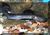 violet goby 4.jpg