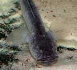violet goby 5.jpg