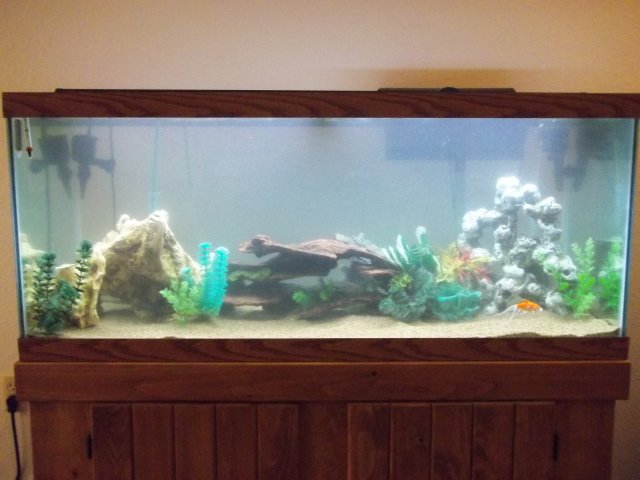 Sand in goldfish tank cheap