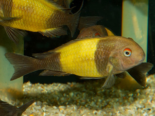 Tropheus.jpg