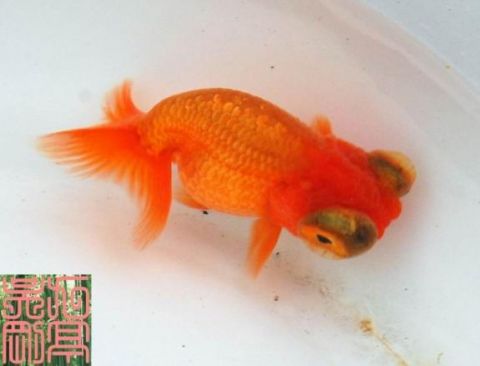 8903_TS_Ranchu1_1.jpg