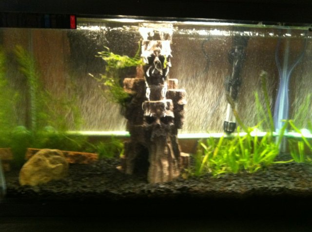 10g Aquarium.jpg 10g Aquarium.jpg