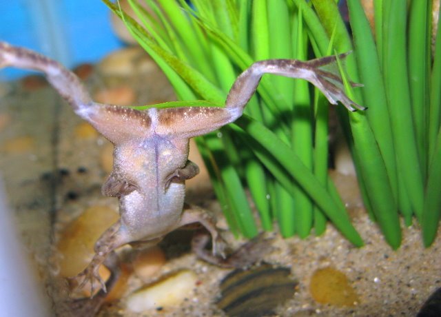 African dwarf frog deals petsmart