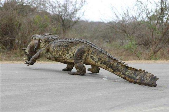 croc.jpg