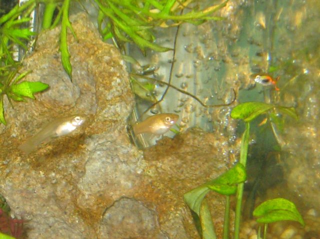 Female Endler w Male Endler.jpg