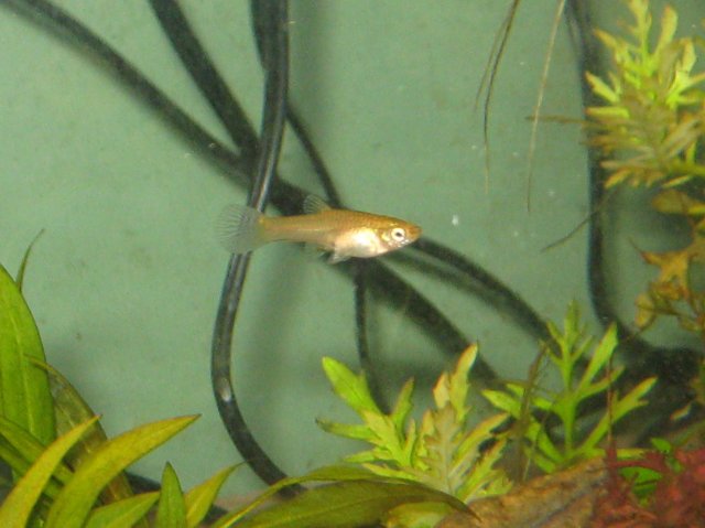 Female Endler 2.jpg