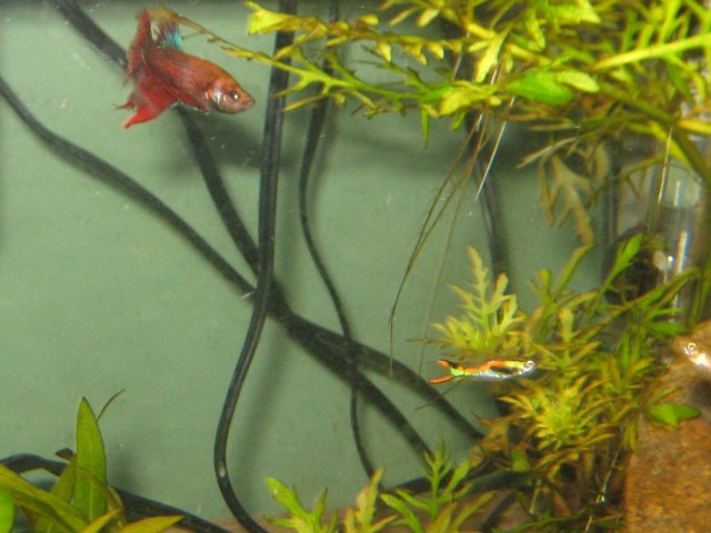 Guppy Endler 4.jpg
