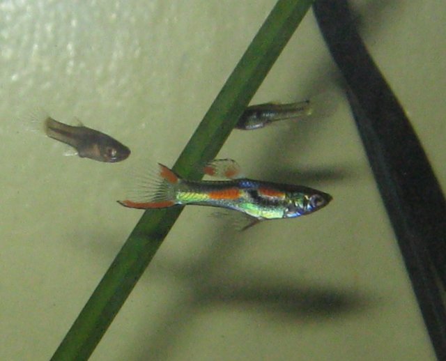 Guppy Endler.jpg