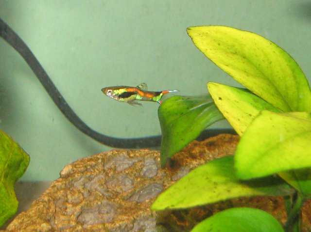 Guppy Endler 2.jpg