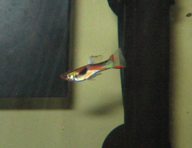 Pure Bred Endler 3.jpg