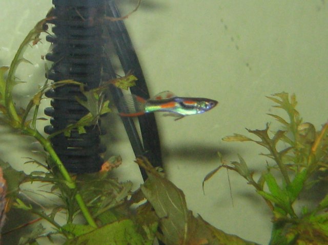 Pure Bred Endler.jpg