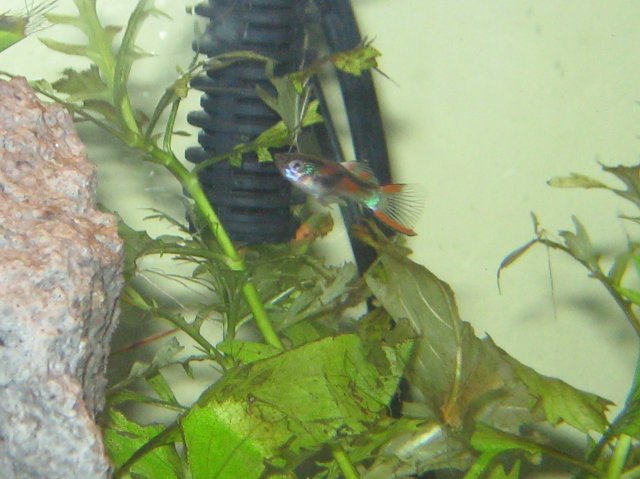 Pure Bred Endler 2.jpg