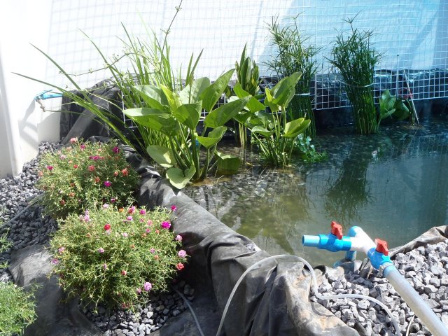 P6020371.jpg