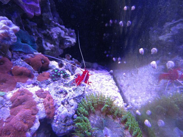 shrimp-1.jpg