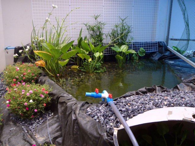 P6090328.jpg