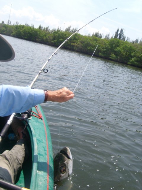 Tarpon20two_001.jpg