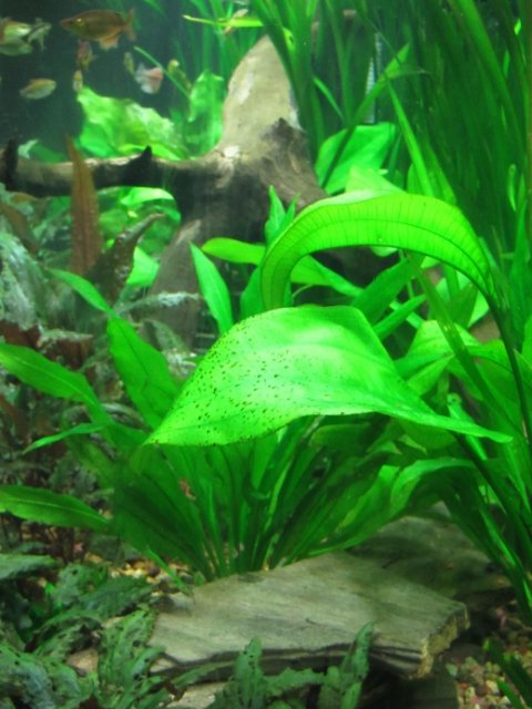 IMG_1226.JPG