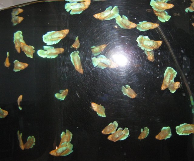 HM Betta Fish_Group.jpg HM Betta Fish_Group.jpg