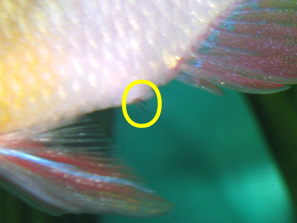 bo610worms.jpg bo610worms.jpg