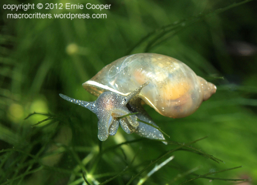 pond snail edited small for post © Ernie Cooper 2012.jpg pond snail edited small for post © Ernie Cooper 2012.jpg