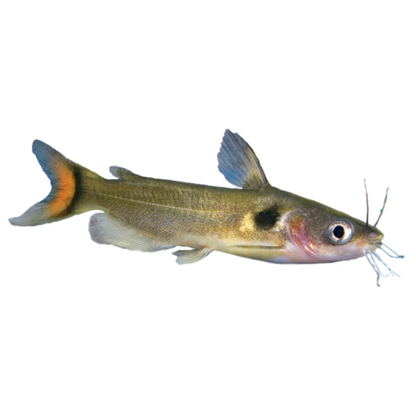 pPETS-6963451dt.jpg