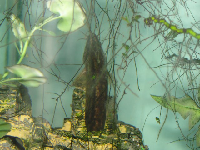 6-1-12 Loach (1).JPG