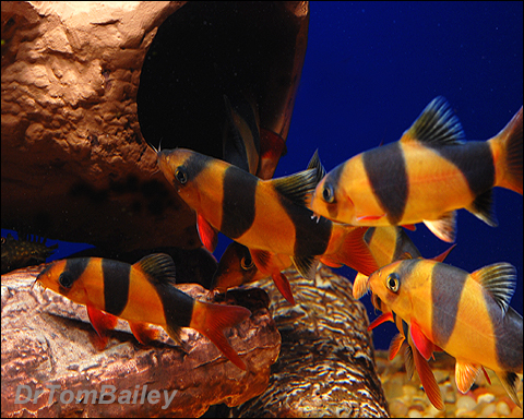 clown_loach_090726b_w0480.jpg