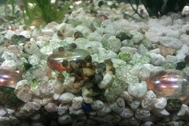 Snails getting bigger.jpg