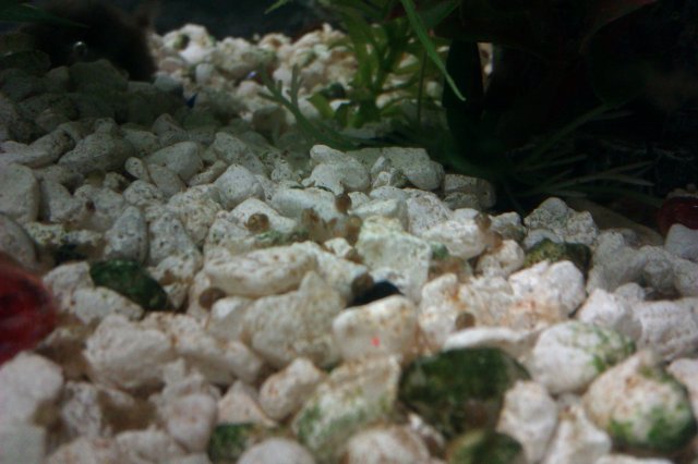 SUPER tiny baby snails.jpg