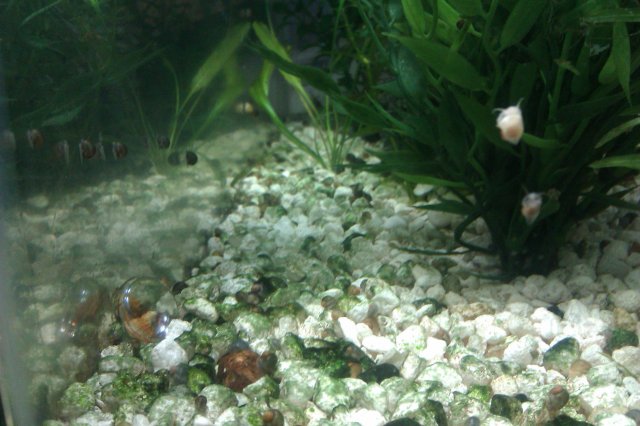 Snails getting bigger 2.jpg