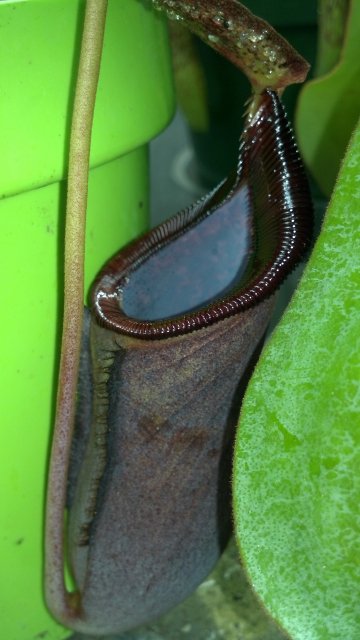 2012-07-08_20-19-30_923.jpg