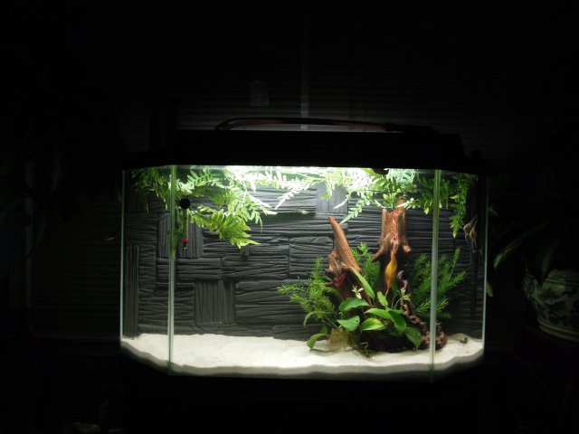 diybackground 002.JPG