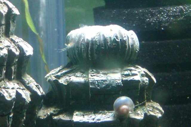 baby ghost shrimp.jpg baby ghost shrimp.jpg