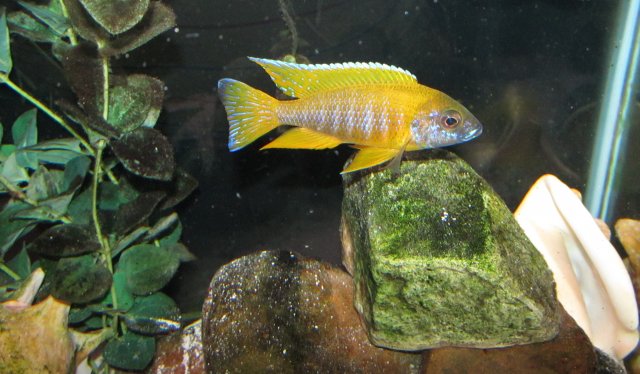 Aulonocara Sunshine Peacock.JPG