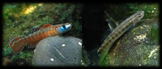 zukan_rutilaureus01.jpg