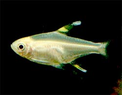 PristellaTetra_PristellaMaxillarisWFChT_AcF202.jpg