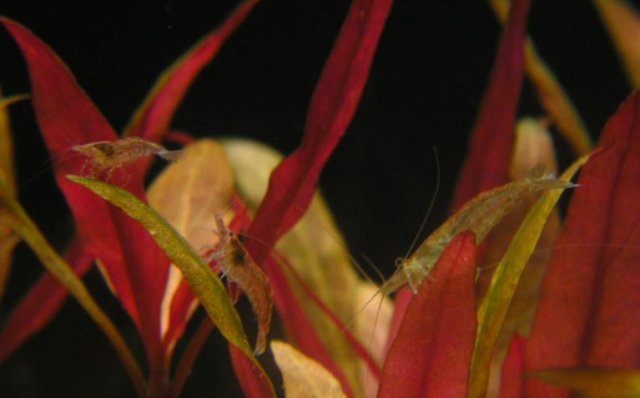 rcs.JPG