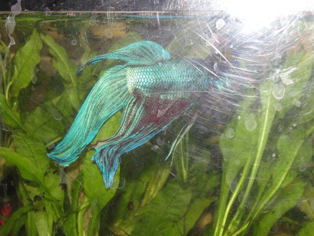 5-2-12 Fish (15).JPG