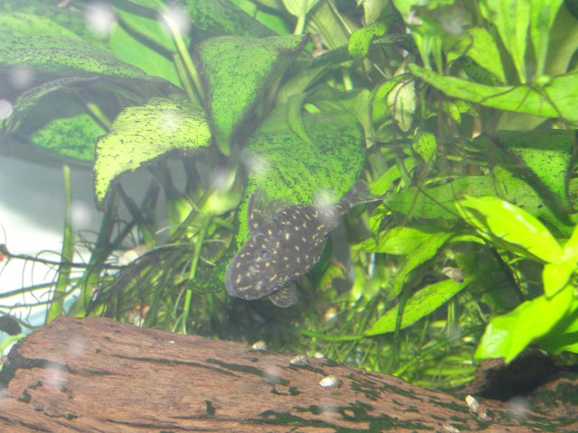 7-4-10 pleco (2).JPG