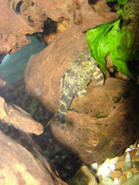 3-31-10 pleco.JPG