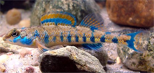 Speckled_Darter-Jeff_web.JPG
