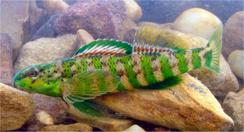 Banded_Darter-Jeff_web.JPG