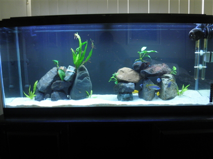 upload fish 1.jpg