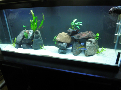 upload fish 2.jpg