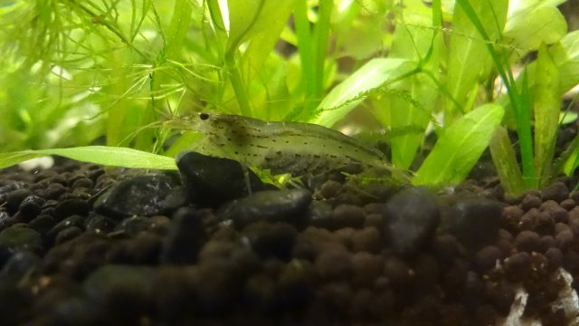 Amino Shrimp.JPG