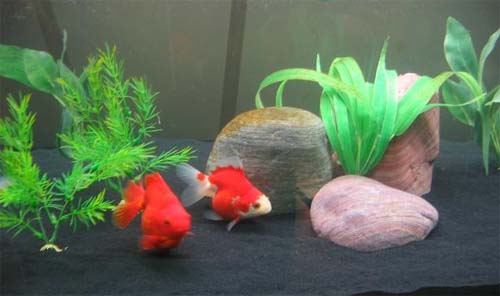 blackgravel.jpg blackgravel.jpg