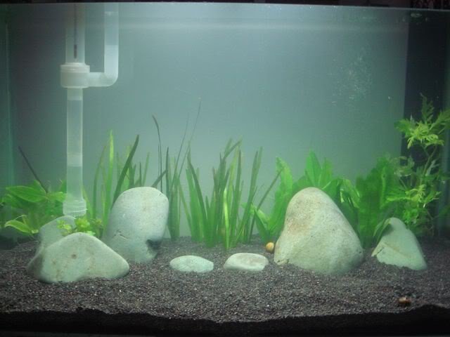 PlantedGoldfish07.jpg PlantedGoldfish07.jpg