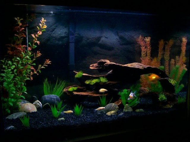 tankrearrangement2march07.jpg tankrearrangement2march07.jpg